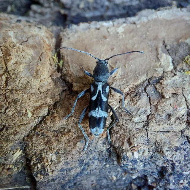 Chlorophorus figuratus - rajzos darázscincér