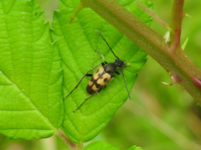 Pachytodes erraticus - rajzos virágcincér