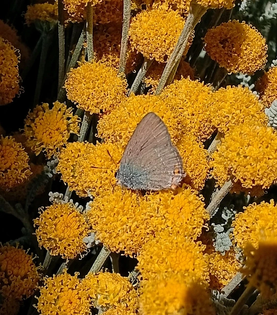 Satyrium acaciae - akác-csücsköslepke