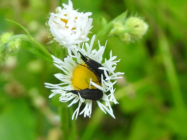Mordellidae - marókafélék