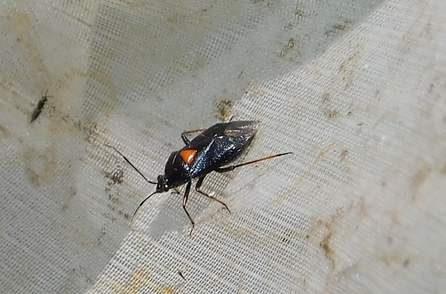 Deraeocoris