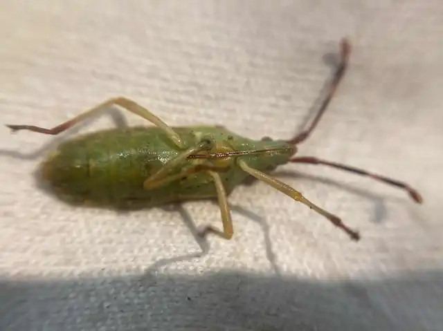 Gonocerus juniperi - boróka-karimáspoloska