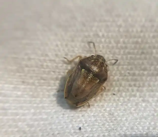 Neottiglossa leporina - sárgahasú címerespoloska Neottiglossa leporina - sárgahasú címerespoloska