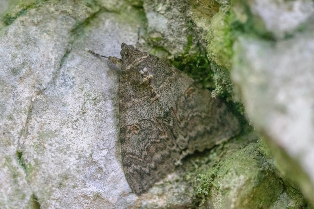 Catocala nupta - piros övesbagoly