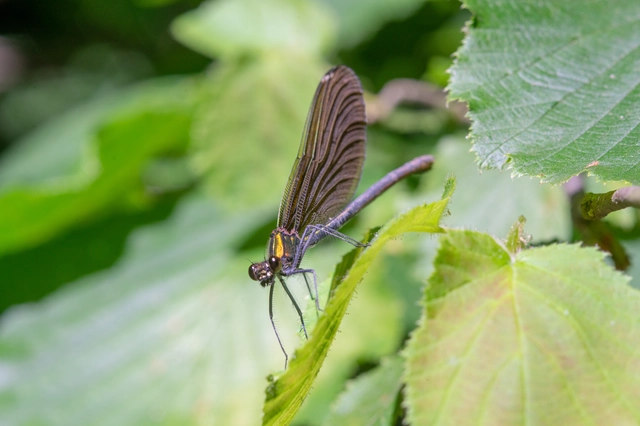 Calopteryx virgo - kisasszony-szitakötő