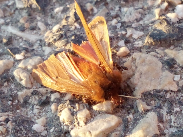 Phragmatobia fuliginosa - füstös medvelepke