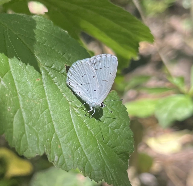 Celastrina argiolus - bengeboglárka