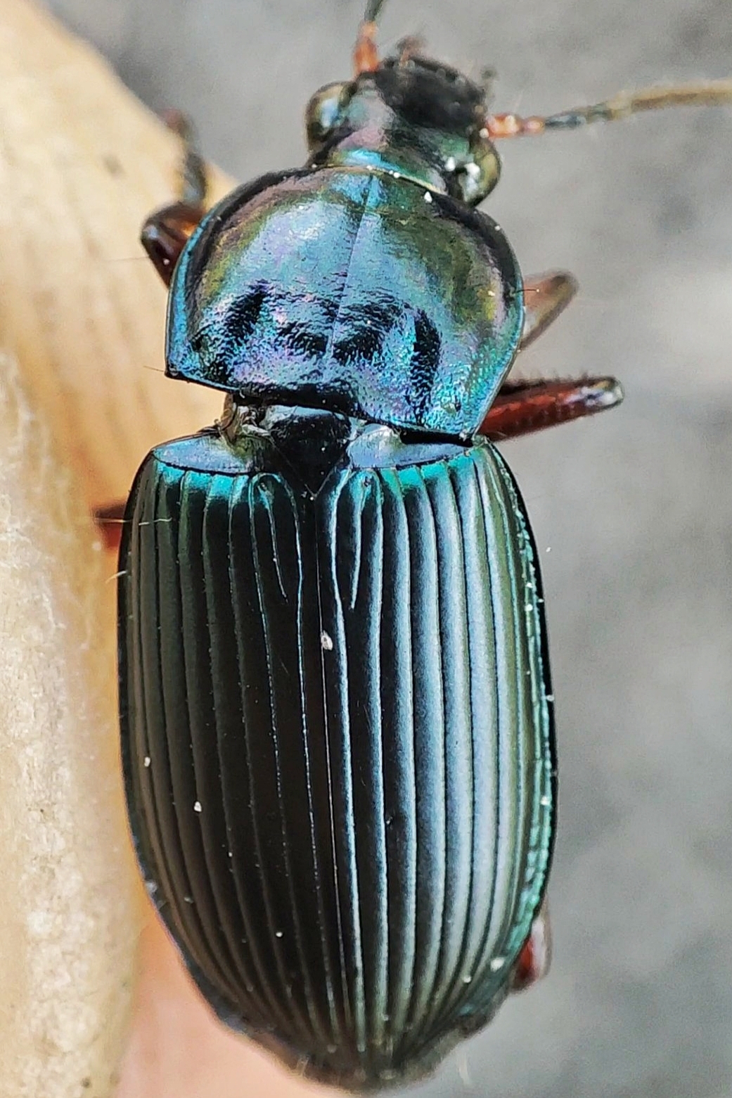 Poecilus cupreus - rezes gyászfutó