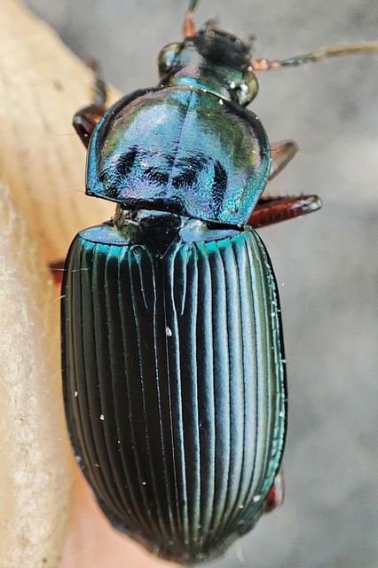 Poecilus cupreus - rezes gyászfutó