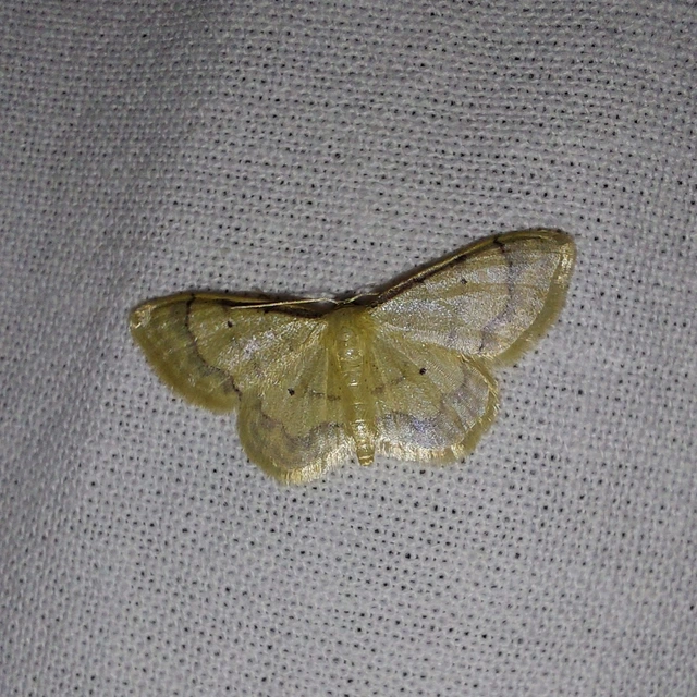 Idaea politaria - vonalas apróaraszoló