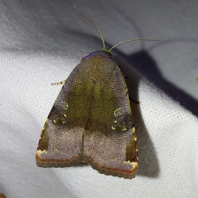 Noctua janthe/janthina