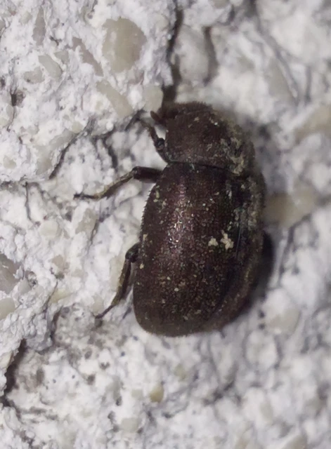 Aesalus scarabaeoides - szőrös szarvasbogár