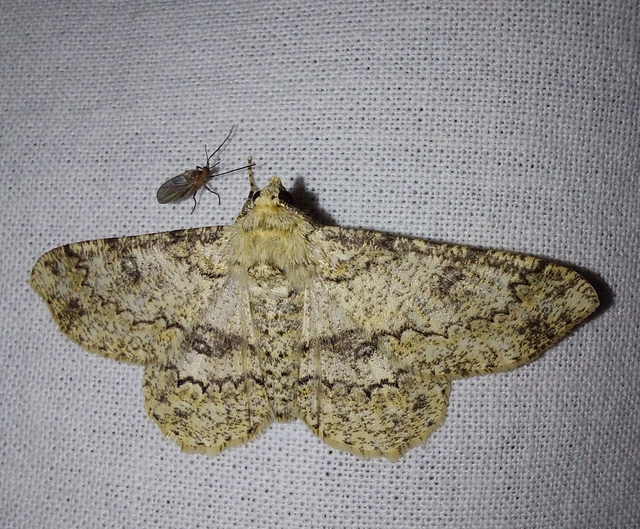 Ascotis selenaria - holdas faaraszoló