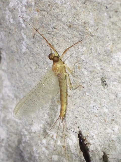 Potamanthus luteus - folyamvirág