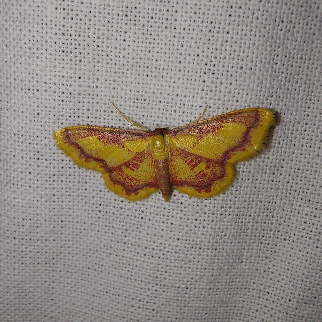 Idaea muricata - mocsári pirosaraszoló