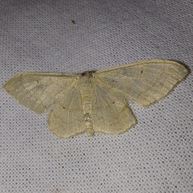 Idaea straminata - szalmasárga sávosaraszoló