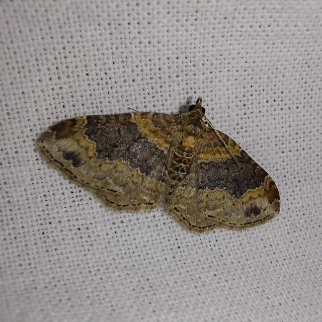 Xanthorhoe ferrugata - kerti tarkaaraszoló