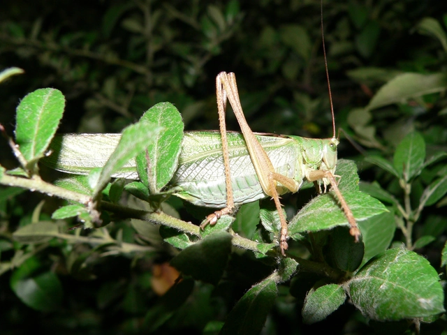 Tettigonia viridissima - zöld lombszöcske