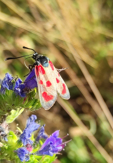 Zygaena loti - közönséges csüngőlepke