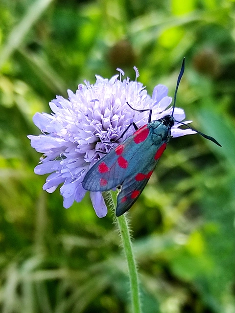 Zygaena filipendulae - acélszínű csüngőlepke