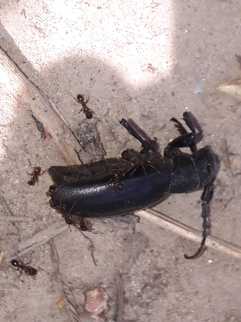 Tetramorium