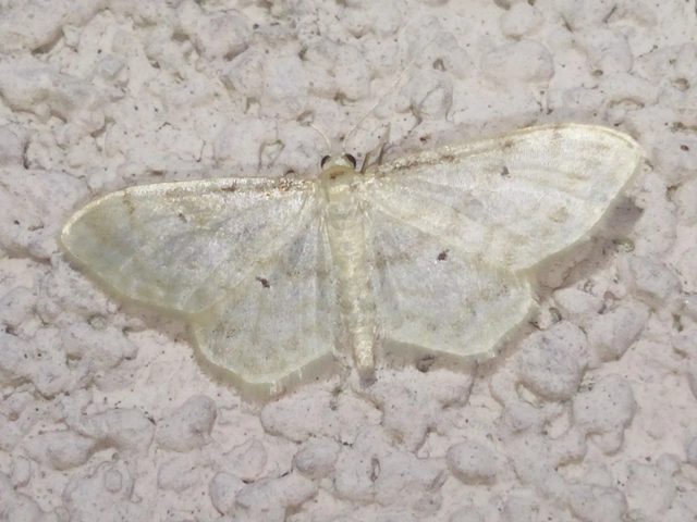 Idaea fuscovenosa - szürkeszélű apróaraszoló