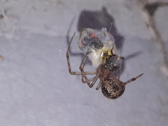 Parasteatoda tepidariorum - üvegházi törpepók