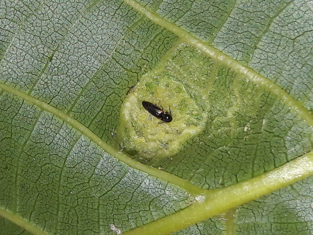 Adrastus