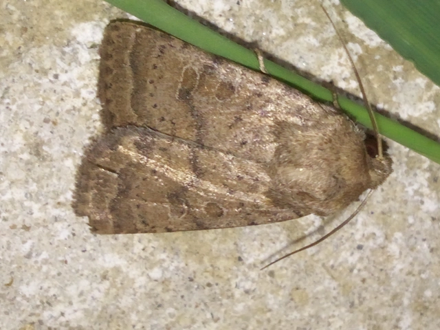 Hoplodrina octogenaria - barna selymesbagoly
