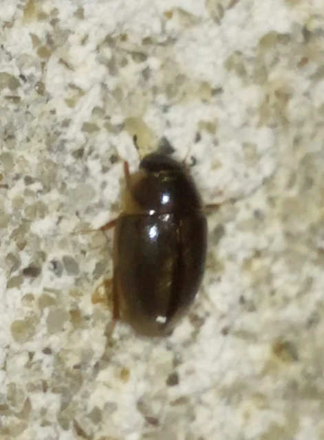 Hydrophilidae - csiborfélék