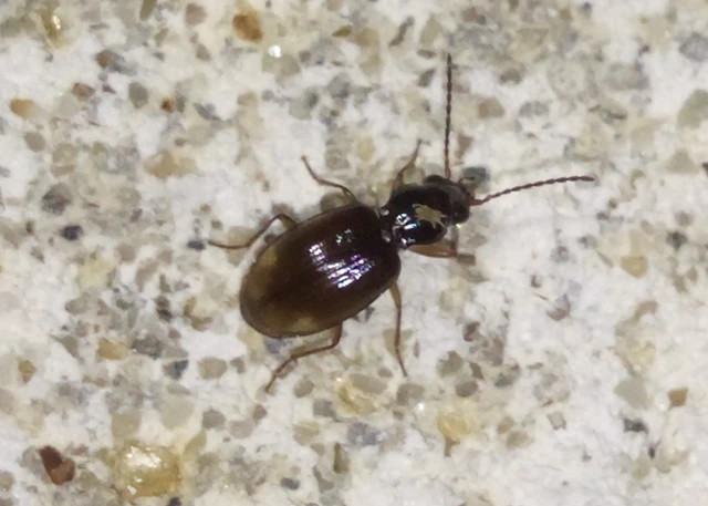 Bembidion assimile - kis gyorsfutó (Bembidion assimile)