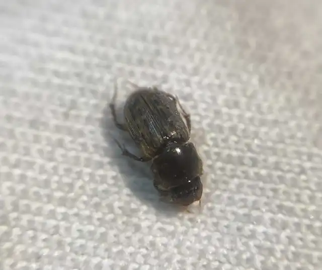 Euheptaulacus sus - bordás trágyabogár