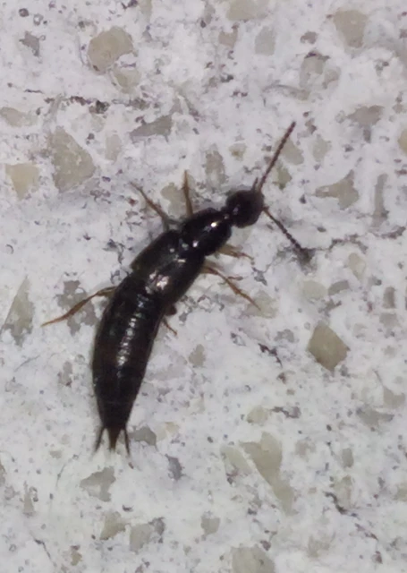 Philonthus