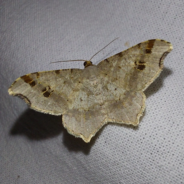 Macaria alternata - közönséges szürkearaszoló