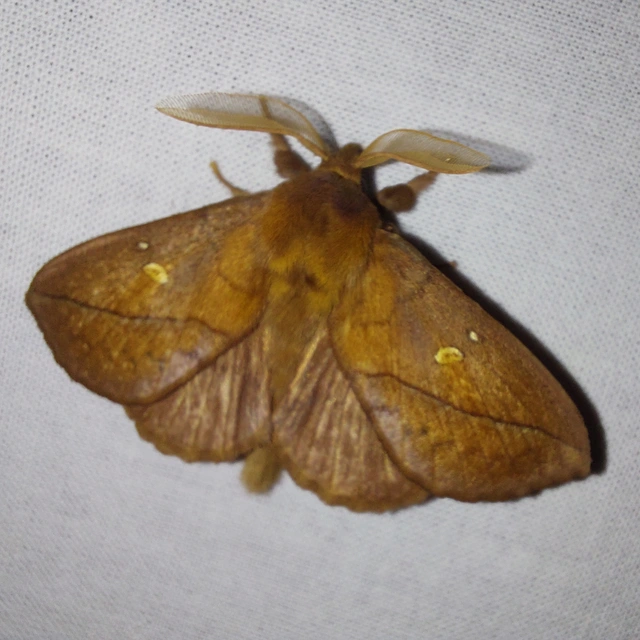 Euthrix potatoria - szomjas pohók