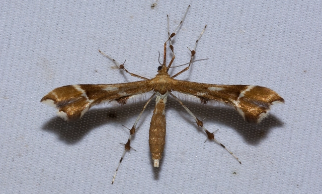 Cnaemidophorus rhododactyla - rózsabogyó-tollasmoly