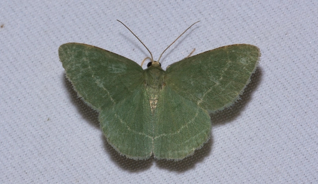 Chlorissa cloraria - sárgászöld araszoló