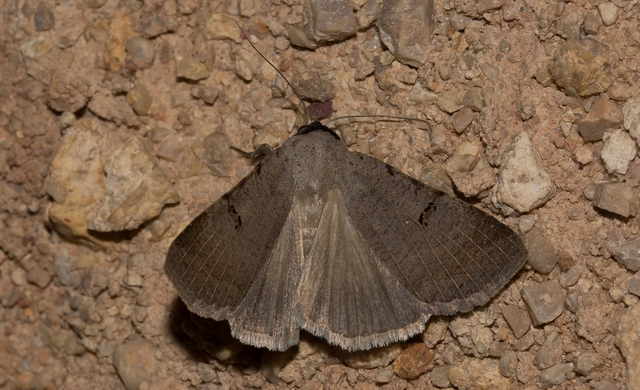 Lygephila craccae - gyakori csüdfűbagoly