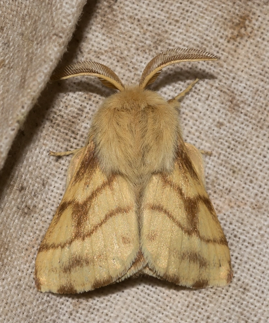 Malacosoma castrensis - kutyatejszövő