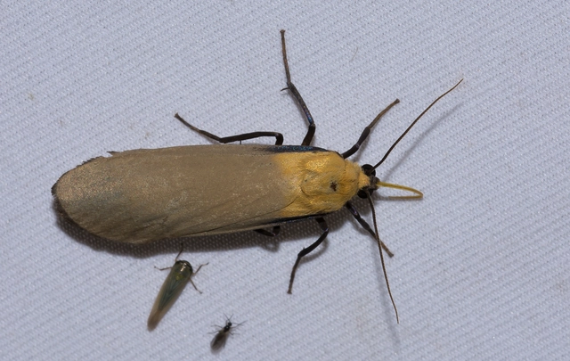 Lithosia quadra - négypettyes zuzmószövő
