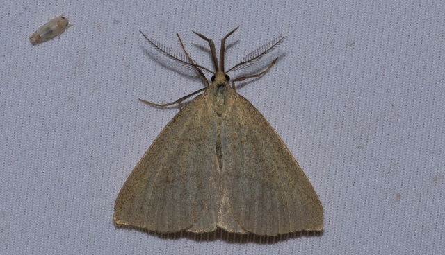 Polypogon tentacularia - sötétaljú karcsúbagoly