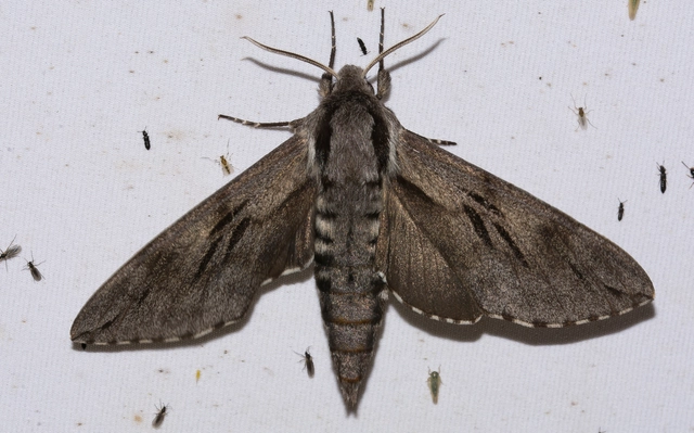 Hyloicus pinastri - fenyőszender