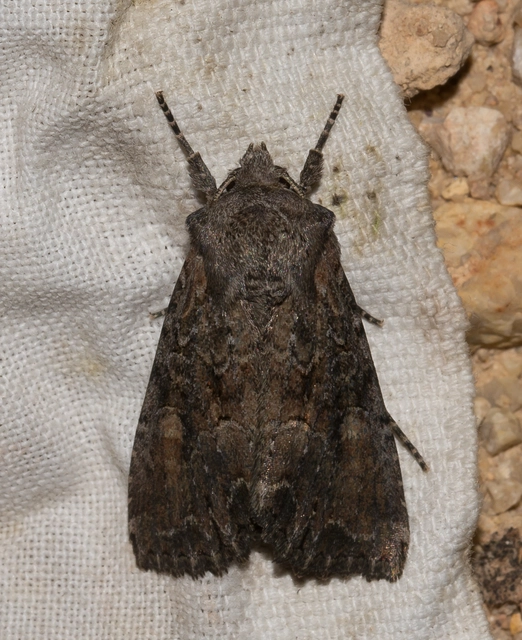 Lacanobia amurensis - homoki kertibagoly