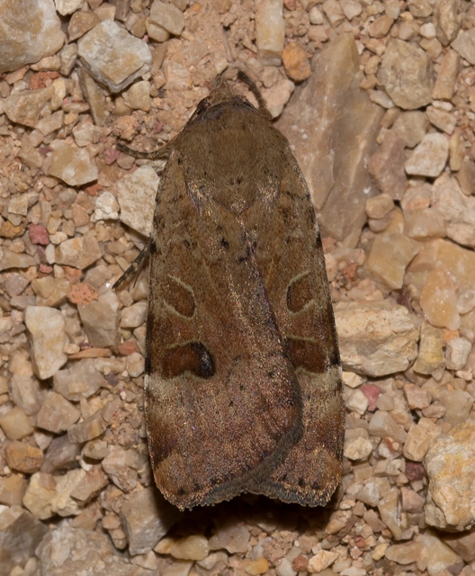 Noctua interposita - köztes sárgafűbagoly
