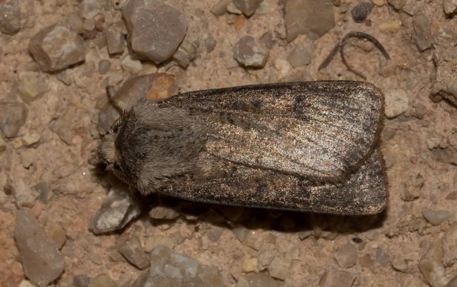 Agrotis clavis - zömök földibagoly