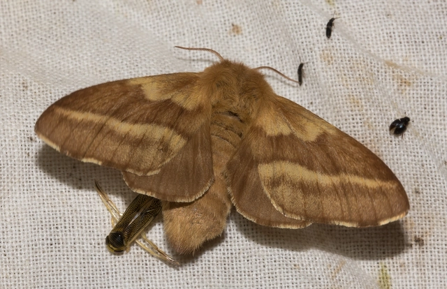 Malacosoma castrensis - kutyatejszövő