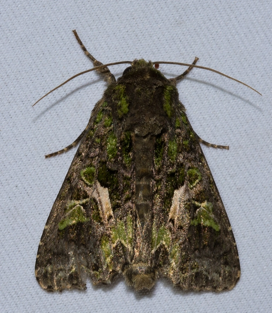 Trachea atriplicis - nyári zöldbagoly