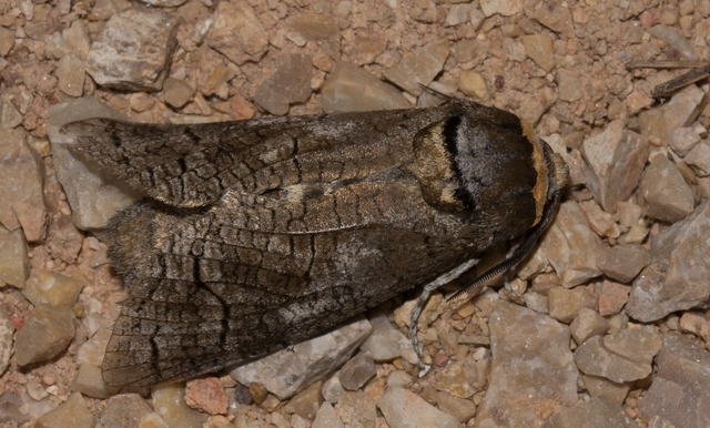 Cossus cossus - fűzfarontólepke