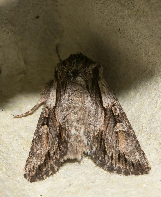 Chloantha hyperici - orbáncfű-sugarasbagoly