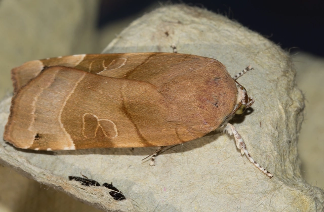 Noctua fimbriata - szélessávú sárgafűbagoly
